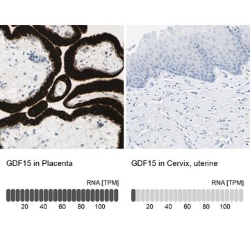 抗GDF15 ウサギ宿主抗体 Prestige Antibodies&#174; Powered by Atlas Antibodies, affinity isolated antibody, buffered aqueous glycerol solution