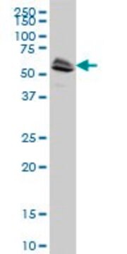 ANTI-LCK antibody produced in mouse clone 8B10, purified immunoglobulin, buffered aqueous solution