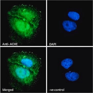 Anti-ACHE antibody produced in goat affinity isolated antibody, buffered aqueous solution