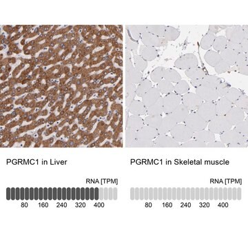 抗PGRMC1 ウサギ宿主抗体 Prestige Antibodies&#174; Powered by Atlas Antibodies, affinity isolated antibody, buffered aqueous glycerol solution