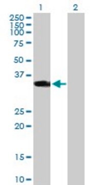 Anti-HOXD1 antibody produced in mouse purified immunoglobulin, buffered aqueous solution