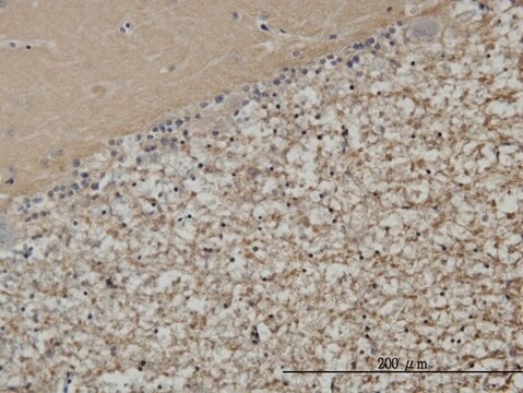 Monoclonal Anti-STXBP1 antibody produced in mouse clone 6D1, purified immunoglobulin, buffered aqueous solution