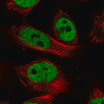 Anti-NR1I2 antibody produced in rabbit Prestige Antibodies&#174; Powered by Atlas Antibodies, affinity isolated antibody