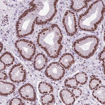 Anti-FAM104B antibody produced in rabbit Prestige Antibodies&#174; Powered by Atlas Antibodies, affinity isolated antibody, buffered aqueous glycerol solution