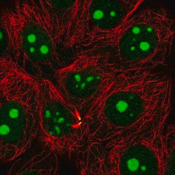 Anti-NAT10 antibody produced in rabbit Prestige Antibodies&#174; Powered by Atlas Antibodies, affinity isolated antibody