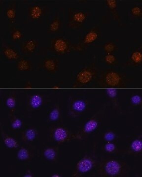 Anti-GLI2 antibody produced in rabbit