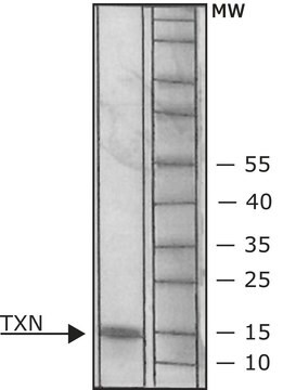 チオレドキシン ヒト &#8805;90% (SDS-PAGE), recombinant, expressed in E. coli (N-terminal histidine tagged), essentially salt-free, lyophilized powder, &#8805;5&#160;U/mg