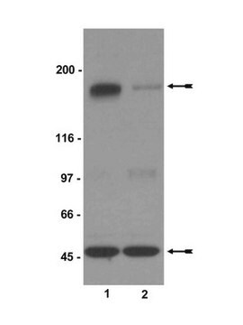 Anti-phospho-NR2B (Ser1303) Antibody Upstate&#174;, from rabbit