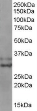 Anti-LIVIN/BIRC7 antibody produced in goat affinity isolated antibody, buffered aqueous solution