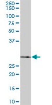 Anti-SNRPA1 antibody produced in mouse purified immunoglobulin, buffered aqueous solution