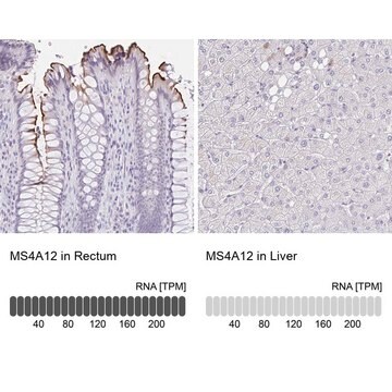 Anti-MS4A12 antibody produced in rabbit Prestige Antibodies&#174; Powered by Atlas Antibodies, affinity isolated antibody, buffered aqueous glycerol solution