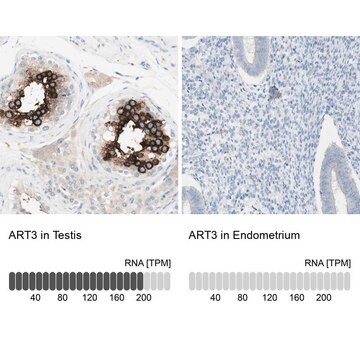 Anti-ART3 antibody produced in rabbit Prestige Antibodies&#174; Powered by Atlas Antibodies, affinity isolated antibody, buffered aqueous glycerol solution