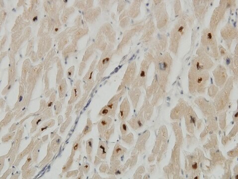 Monoclonal Anti-TTN antibody produced in mouse clone 7D3, purified immunoglobulin, buffered aqueous solution