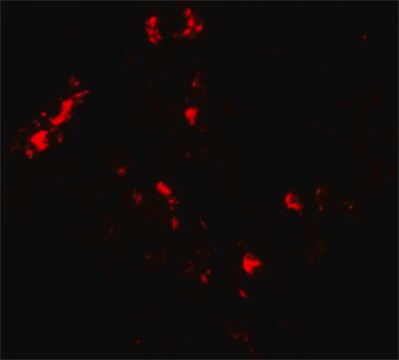 Anti-CMPK2 antibody produced in rabbit affinity isolated antibody, buffered aqueous solution