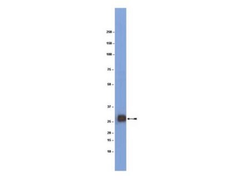 Anticorps anti-MOG (glycoprotéine de myéline des oligodendrocytes) clone 8-18C5, Chemicon&#174;, from mouse