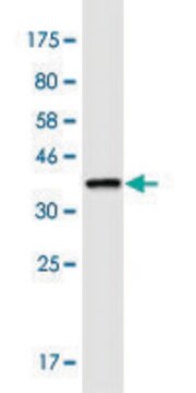 Monoclonal Anti-LRRC8A antibody produced in mouse clone 8H9, purified immunoglobulin