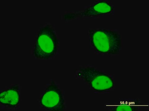 Monoclonal Anti-SOX18 antibody produced in mouse clone 1C4, purified immunoglobulin, buffered aqueous solution