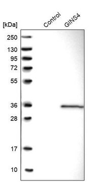 Anti-GINS4 antibody produced in rabbit Prestige Antibodies&#174; Powered by Atlas Antibodies, affinity isolated antibody, buffered aqueous glycerol solution, Ab1