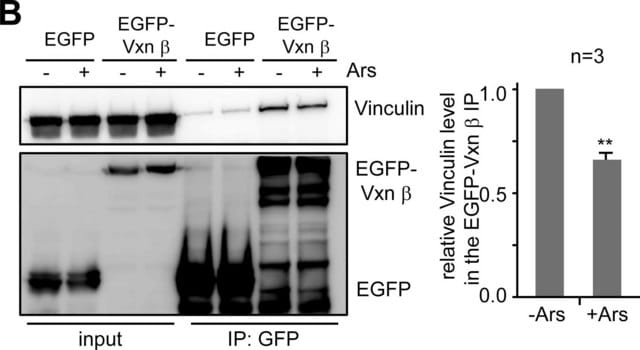 Anti-vinculina monoclonale clone hVIN-1, purified from hybridoma cell culture