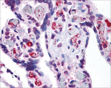 Anti-AIFM2 antibody produced in rabbit affinity isolated antibody