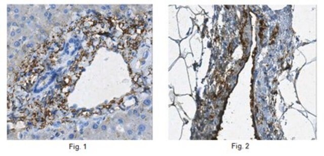 Anti-Lubricin/Proteoglycan 4, Klon 5C11, Antikörper clone 5C11, from mouse