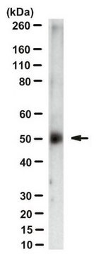 Anti-Zika virus Antibody, clone ZV-2 clone ZV-2, from mouse