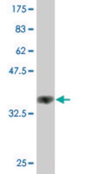 Monoclonal Anti-HS6ST1 antibody produced in mouse clone 1G4, purified immunoglobulin, buffered aqueous solution