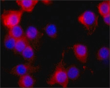 Monoclonal Anti-Nitric Oxide Synthase, Inducible antibody produced in mouse clone NOS-IN, ascites fluid