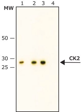 Anti-Casein Kinase 2&#946; antibody, Mouse monoclonal clone 6D5, purified from hybridoma cell culture