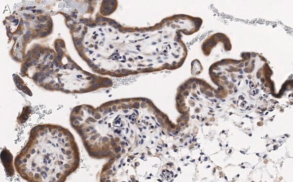 抗PDE4B抗体 クローン1E9 ZooMAb&#174;ウサギモノクローナル recombinant, expressed in HEK 293 cells