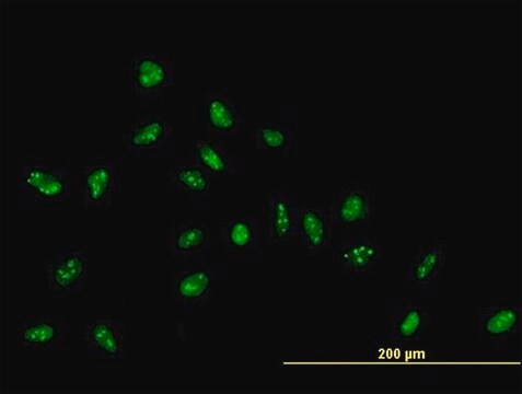 Anti-ZNF593 antibody produced in mouse IgG fraction of antiserum, buffered aqueous solution