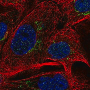 Anti-MAN1A2 antibody produced in rabbit Prestige Antibodies&#174; Powered by Atlas Antibodies, affinity isolated antibody