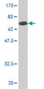 Monoclonal Anti-ZFYVE19 antibody produced in mouse clone 3G4-2B11, purified immunoglobulin, buffered aqueous solution