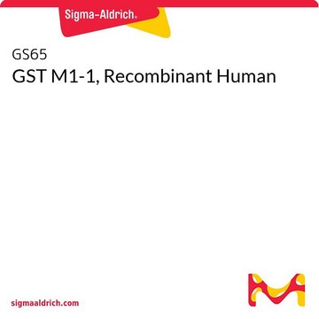 GST M1-1, Recombinant Human