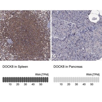 Anty-DOCK8 Prestige Antibodies&#174; Powered by Atlas Antibodies, affinity isolated antibody, buffered aqueous glycerol solution