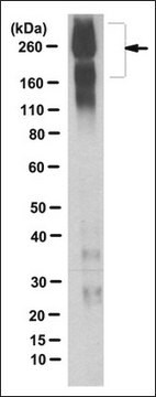 Anticorps anti-SCN2A, clone 5H10.2 clone 5H10.2, from mouse