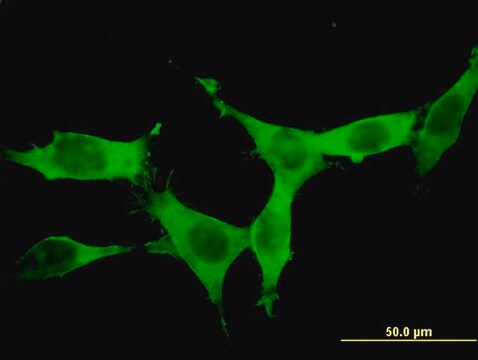 Monoclonal Anti-DCAMKL1, (C-terminal) antibody produced in mouse clone 6H4, purified immunoglobulin, buffered aqueous solution