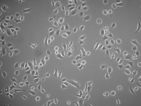 HPDE6c7 linea cellulare da epitelio del dotto pancreatico umano