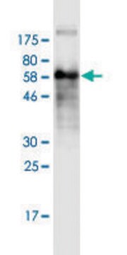 Monoclonal Anti-FST antibody produced in mouse clone 4B11, purified immunoglobulin, buffered aqueous solution