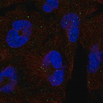 Anti-CLTCL1 antibody produced in rabbit Prestige Antibodies&#174; Powered by Atlas Antibodies, affinity isolated antibody