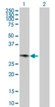 Anti-GCH1 antibody produced in rabbit purified immunoglobulin, buffered aqueous solution