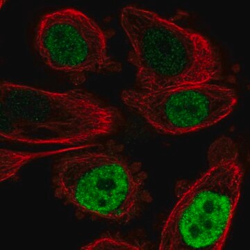 抗CEBPB抗体 ウサギ宿主抗体 Prestige Antibodies&#174; Powered by Atlas Antibodies, affinity isolated antibody