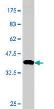 Monoclonal Anti-ID1 antibody produced in mouse clone 2E10, purified immunoglobulin, buffered aqueous solution