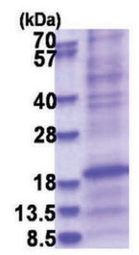 SFTPD human recombinant, expressed in E. coli, &#8805;80% (SDS-PAGE)