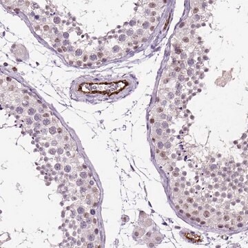 抗-VWF 兔抗 Ab2, Prestige Antibodies&#174; Powered by Atlas Antibodies, affinity isolated antibody, buffered aqueous glycerol solution