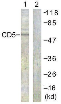 Anti-CD5 antibody produced in rabbit affinity isolated antibody