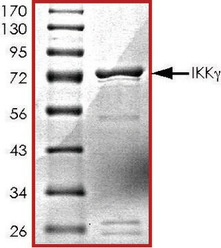 IKK-&#947;, GST tagged human recombinant, expressed in baculovirus infected Sf9 cells, &#8805;70% (SDS-PAGE), buffered aqueous glycerol solution