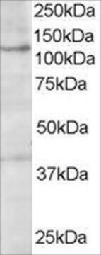 Anti-HPS3/COCOA antibody produced in goat affinity isolated antibody, buffered aqueous solution