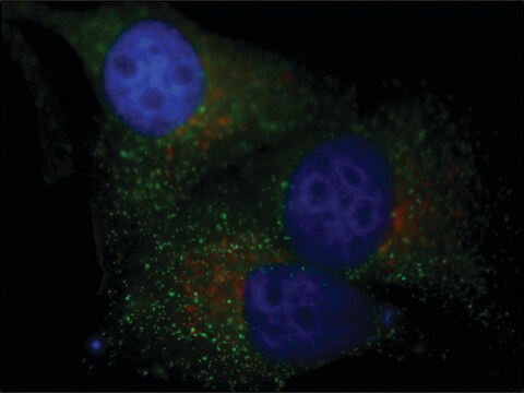 Anti-LAMP1&#8722;Cy3&#8482; antibody produced in rabbit 1-2&#160;mg/mL, affinity isolated antibody, buffered aqueous solution