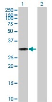 Anti-CD27 antibody produced in mouse purified immunoglobulin, buffered aqueous solution